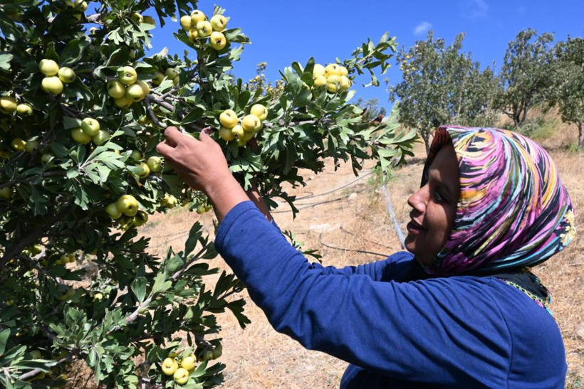 Kilosu 200 liradan satılıyor: Hatay'da hasadı yeni başladı - Fotoğraf: 2